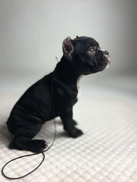 Собаки в Балашихе: Американский булли Мальчик, 120 000 руб. - фото 3