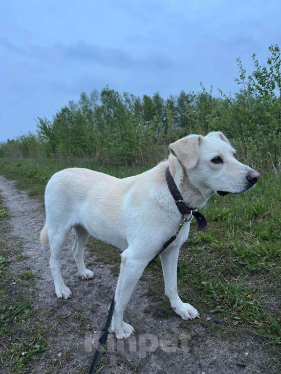 Собаки в Москве: Лучшая из всех собак – собака Снежана в добрые руки. Москва и МО Девочка, Бесплатно - фото 3