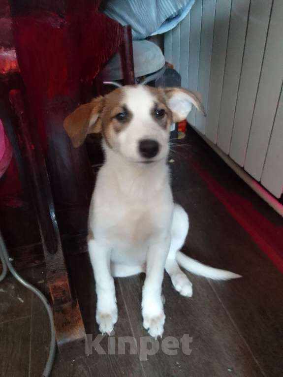 Собаки в Орле: Мальчик Мальчик, Бесплатно - фото 3