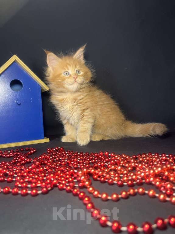 Кошки в Ярославле: Кошка  Девочка, 80 000 руб. - фото 5