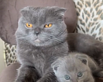 Кошки в Москве: Британский котик Мальчик, 17 000 руб. - фото 5