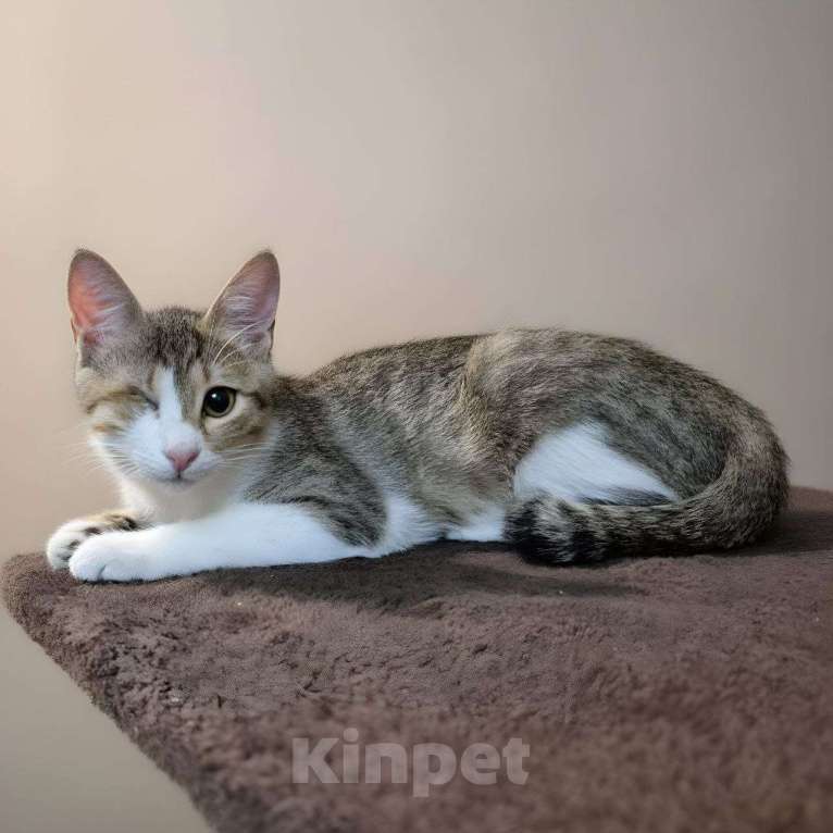 Кошки в Москве: котенок Кнопка ищет дом Девочка, Бесплатно - фото 8