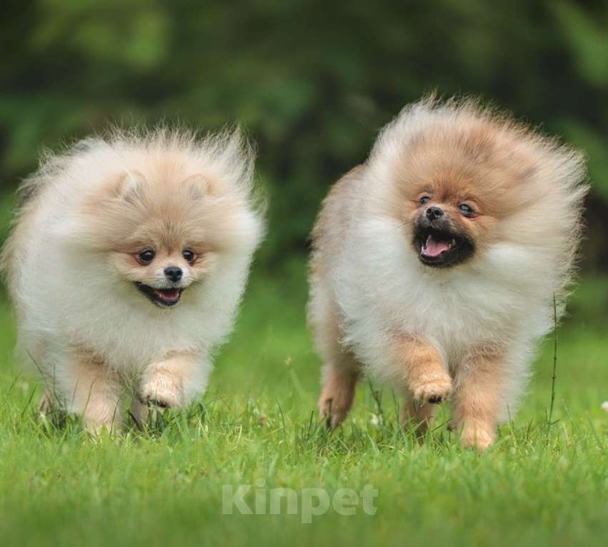 Собаки в Вологде: Померанский шпиц Девочка, Бесплатно - фото 2
