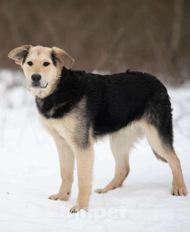 Собаки в Москве: Васко Мальчик, Бесплатно - фото 3
