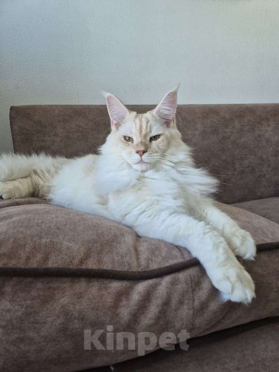 Кошки в других городах Московской области: Мейн-кун котёнок Мальчик, 55 000 руб. - фото 4