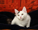 Кошки в Калуге: Бьянка, кошечка с чёлочкой. Котенок в добрые руки. Девочка, Бесплатно - фото 3