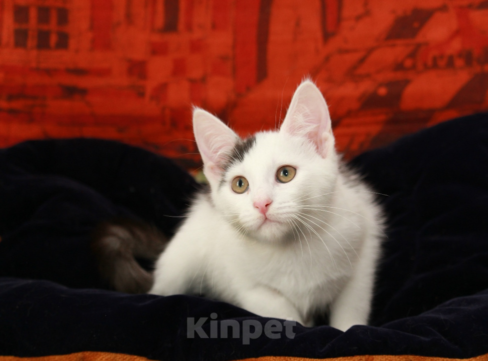 Кошки в Калуге: Бьянка, кошечка с чёлочкой. Котенок в добрые руки. Девочка, Бесплатно - фото 3
