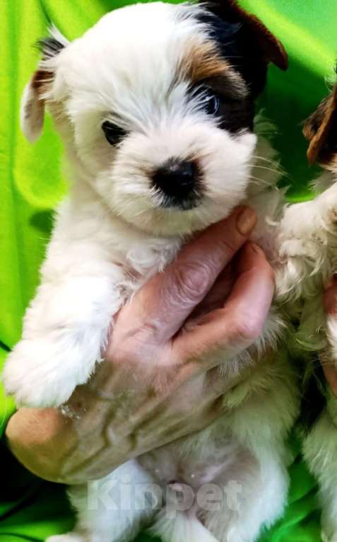 Собаки в Наро-Фоминске: Щенки Бивер-Йорка Мальчик, 45 000 руб. - фото 6