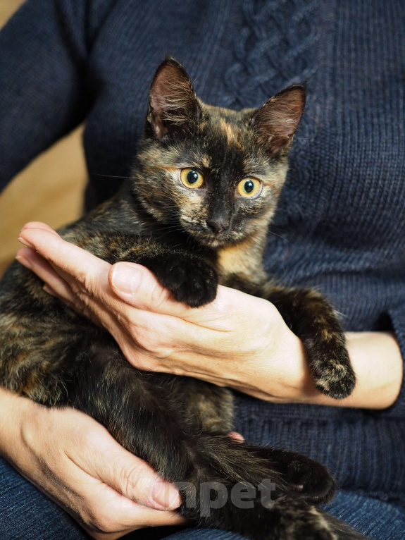 Кошки в Москве: Котёнок Пеппи в добрые руки  Девочка, Бесплатно - фото 4