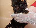 Собаки в Москве: Шоколадный Йорк мальчик Мальчик, Бесплатно - фото 3
