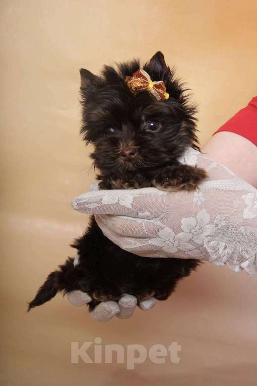 Собаки в Москве: Шоколадный Йорк мальчик Мальчик, Бесплатно - фото 3