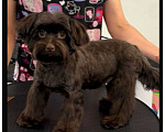 Собаки в Москве: Йорк горький шоколад девочка взрослая крупная Девочка, 49 000 руб. - фото 1