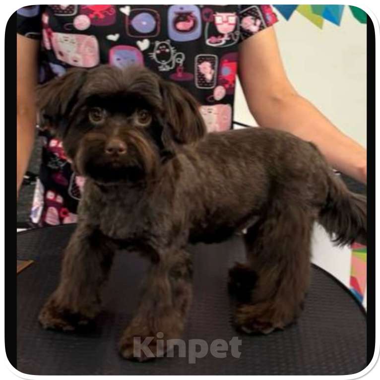 Собаки в Москве: Йорк горький шоколад девочка взрослая крупная Девочка, 49 000 руб. - фото 1