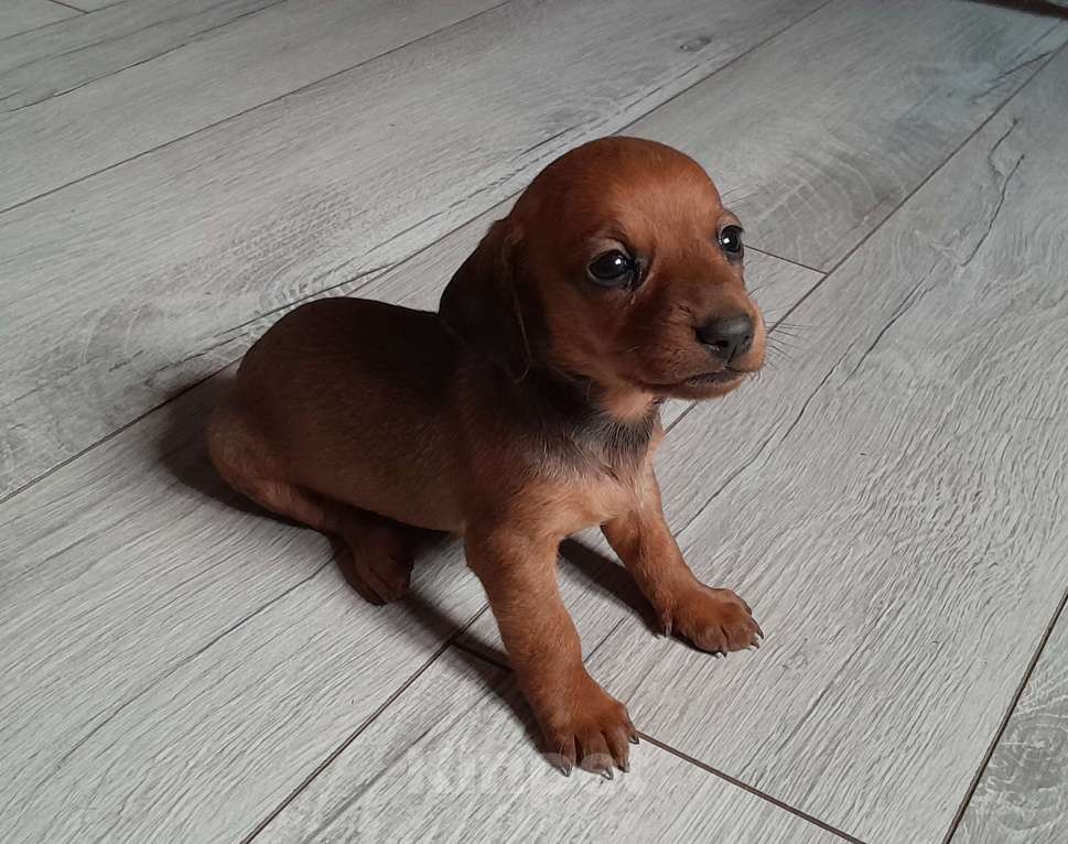 Собаки в Рыбном: Щенок таксы Девочка, 15 000 руб. - фото 1