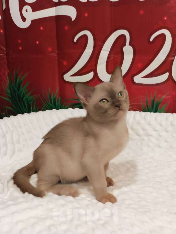 Кошки в Лыткарино: Бурма  европейская  помет на букву N Мальчик, 40 000 руб. - фото 3