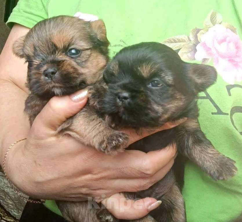 Собаки в Москве: Малыши Shorkie мальчики Мальчик, 20 000 руб. - фото 3