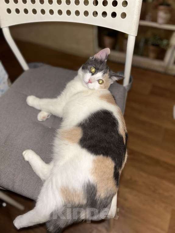 Кошки в Подольске: Потерялась кошка! Девочка, 5 000 руб. - фото 2