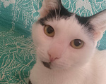 Кошки в Краснодаре: Кошка Девочка, Бесплатно - фото 2