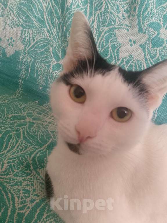 Кошки в Краснодаре: Кошка Девочка, Бесплатно - фото 2