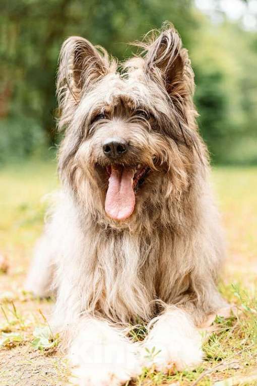 Собаки в Москве: Красивая собака в добрые руки. Девочка, Бесплатно - фото 3