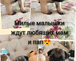 Собаки в Балашихе: Щенки мопса Девочка, 30 000 руб. - фото 3