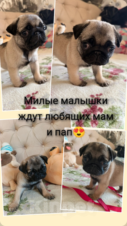Собаки в Балашихе: Щенки мопса Девочка, 30 000 руб. - фото 3