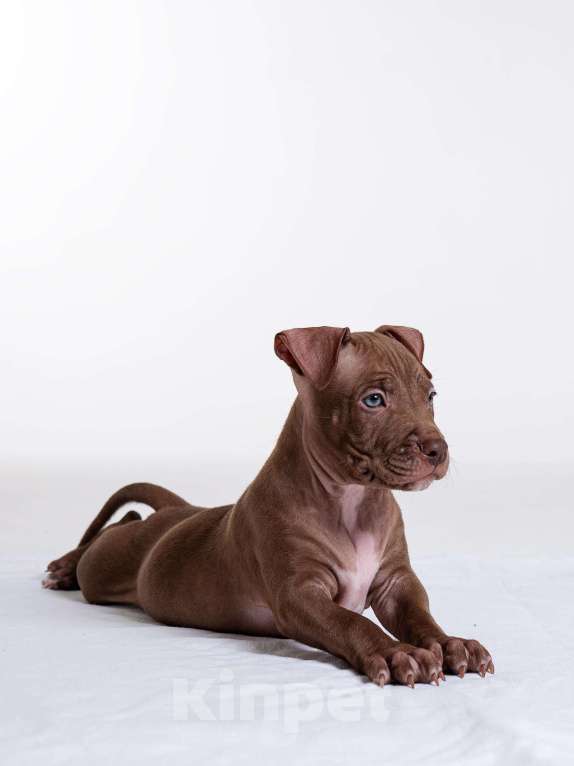 Собаки в Москве: Щенки американского питбуль терьера Мальчик, 70 000 руб. - фото 10