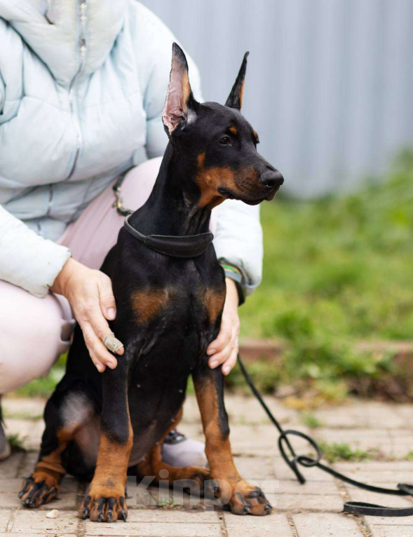 Собаки в Клине: Сука 3 мес Девочка, 120 000 руб. - фото 2