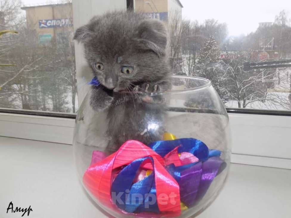 Кошки в Москве: Шотландская вислоухая длинношерстная, мальчик Мальчик, 15 000 руб. - фото 5