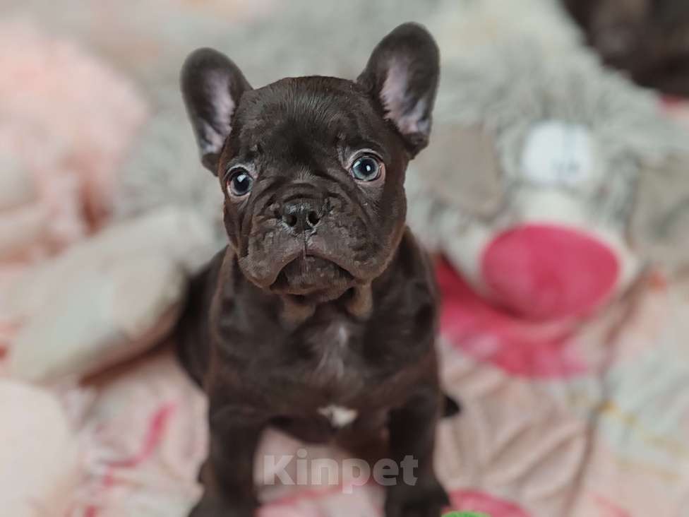 Собаки в Санкт-Петербурге: Шикарная шоколадная Девочка, 80 000 руб. - фото 1