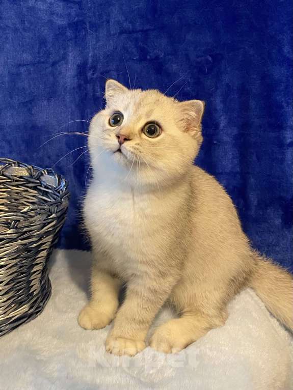 Кошки в Москве: Верошка Мальчик, 30 000 руб. - фото 5