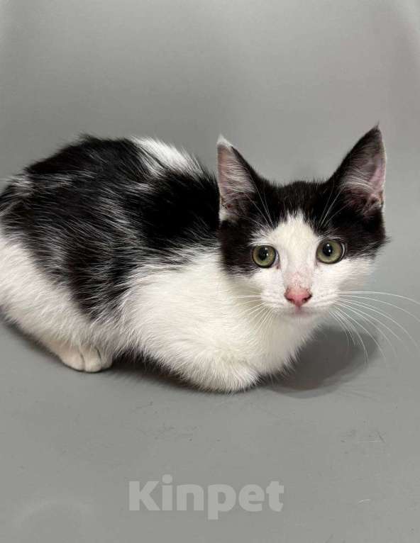 Кошки в Санкт-Петербурге: Котенок 3 месяца ищет дом Мальчик, Бесплатно - фото 3