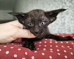 Кошки в Москве: Ориентальных экстремальные котята в Москве Мальчик, Бесплатно - фото 6