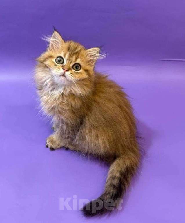 Кошки в Клине: Амулет Мальчик, 30 000 руб. - фото 3