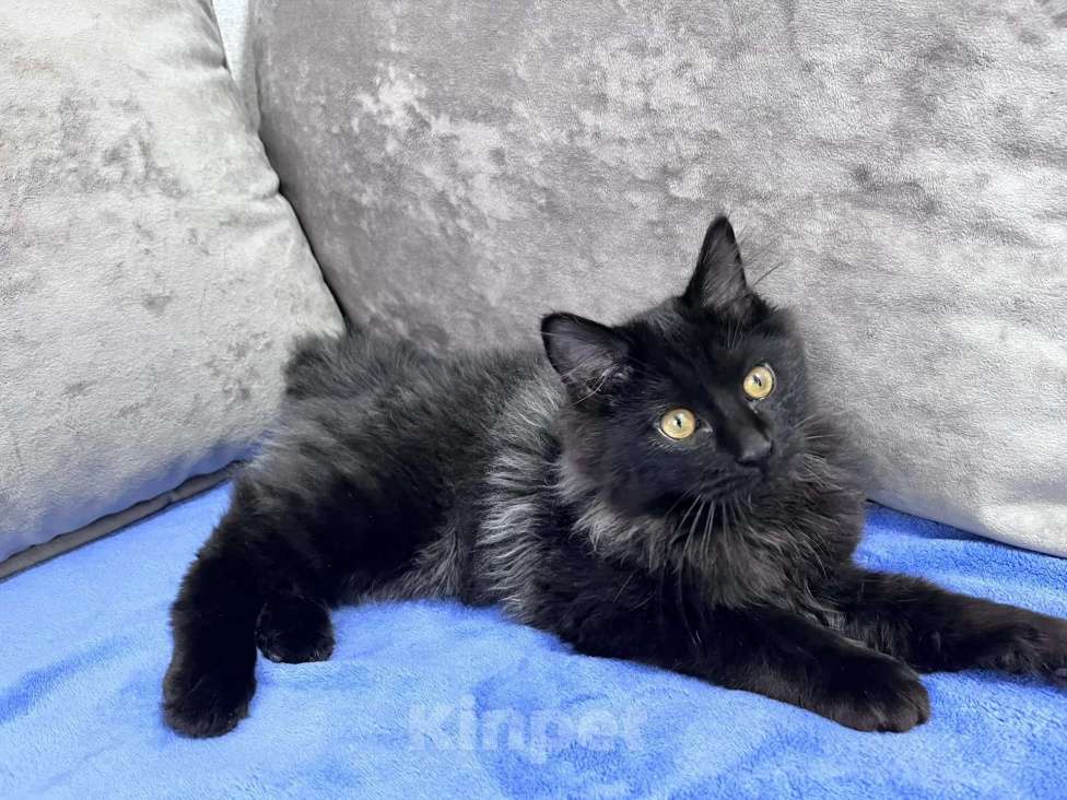 Кошки в Санкт-Петербурге: Черный курильчонок Мальчик, 25 000 руб. - фото 1