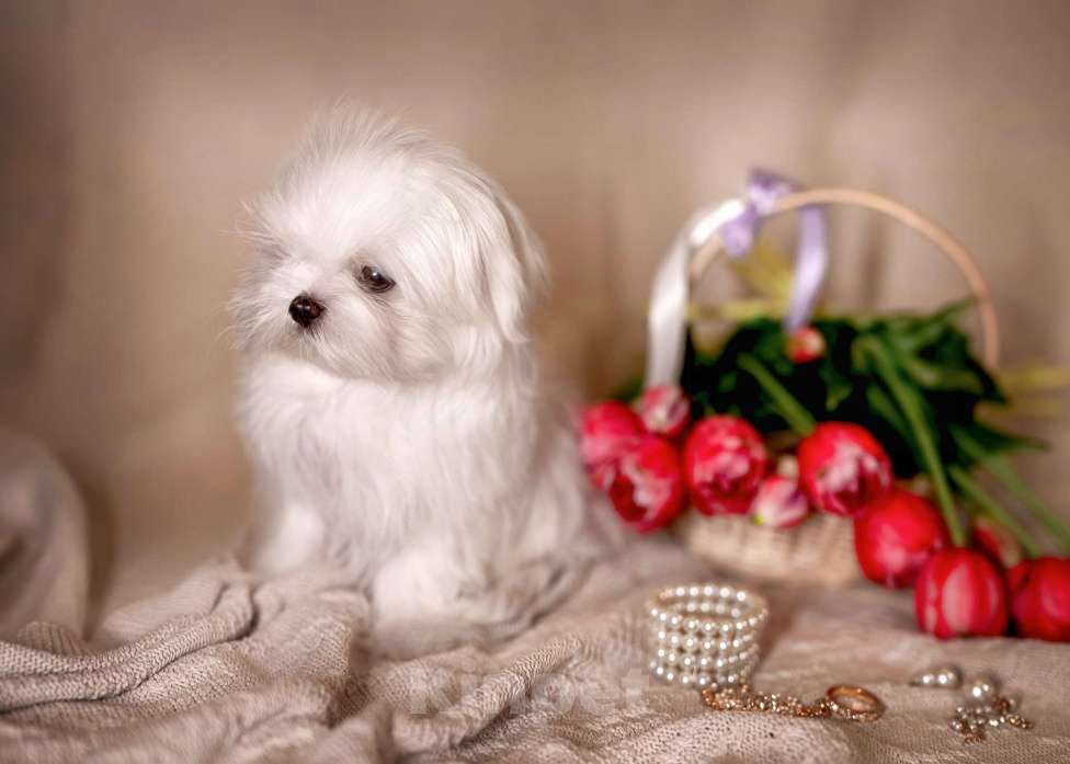 Собаки в Москве: Кукольная девочка мальтезе. Мини. Клеймо РКФ, документы, вет паспорт международного образца Девочка, 100 000 руб. - фото 2