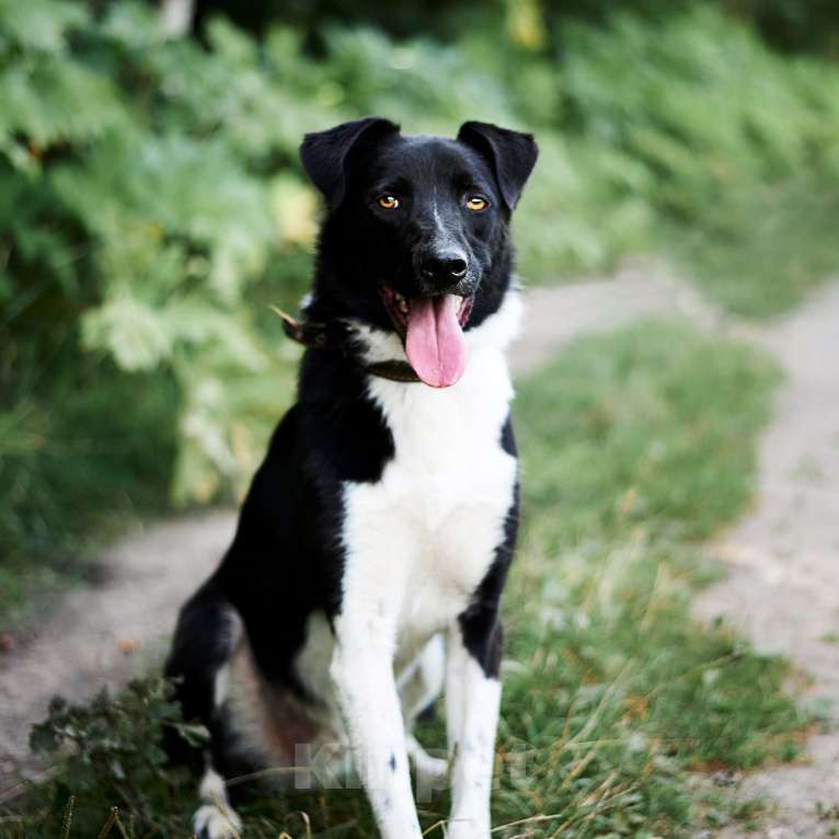 Собаки в Москве: Курт Мальчик, Бесплатно - фото 5