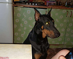 Собаки в Щербинке: Кобель на вязку Мальчик, Бесплатно - фото 1