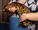 Кошки в Кемерово: Кот на вязку, 10 000 руб. - фото 3
