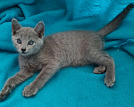 Кошки в Барнауле: Чистокровные котята русской голубой , 25 000 руб. - фото 2