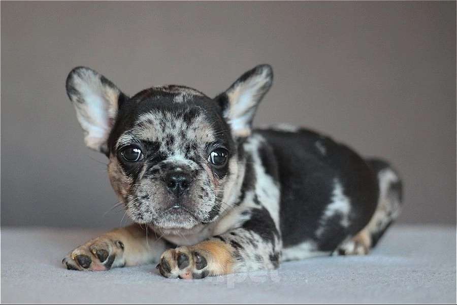 Собаки в Перми: Щенок французского бульдога Мальчик, 60 000 руб. - фото 2