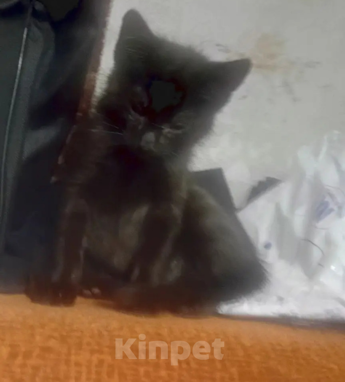 Кошки в Санкт-Петербурге: Котенок Миша Мальчик, Бесплатно - фото 4