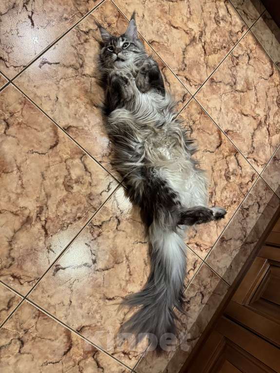 Кошки в Москве: Отдам кошку в добрые руки. Девочка, Бесплатно - фото 10