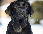 Собаки в Оренбурге: Щенок лабрадора Девочка, 50 000 руб. - фото 2