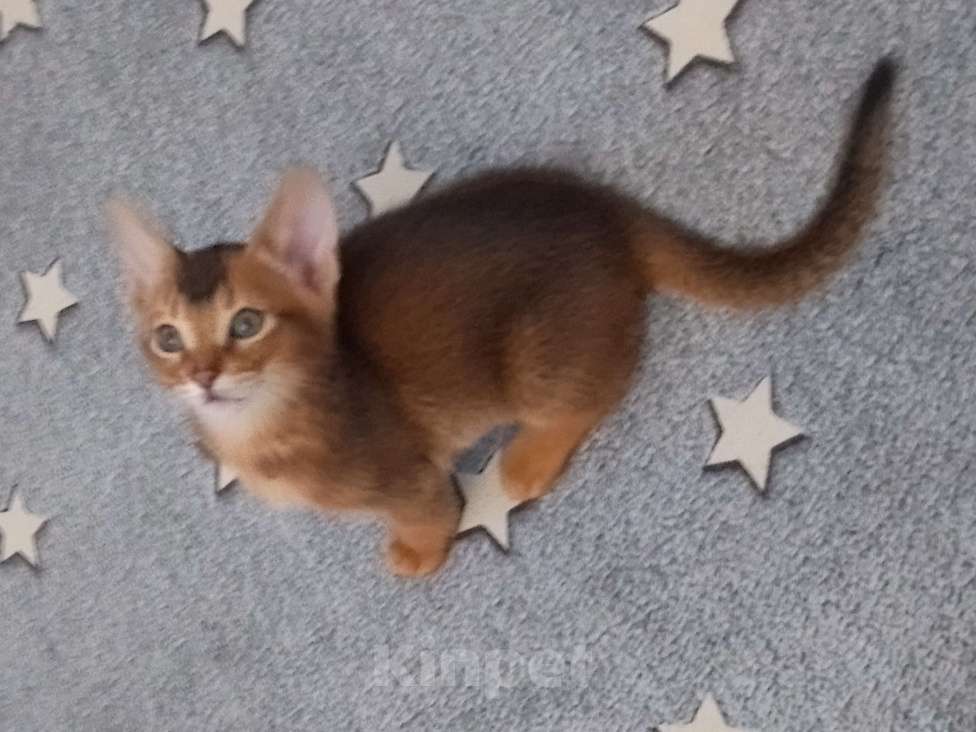 Кошки в Москве: Абиссинский котенок в ярком диком окрасе Мальчик, 25 000 руб. - фото 2