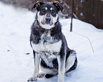 Собаки в Солнечногорске: Бывшедомашняя девочка в поисках новой семьи Девочка, Бесплатно - фото 1