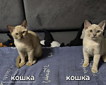Кошки в Ореховом-Зуево: Кошка Европейская бурма лиловая Девочка, 40 000 руб. - фото 2