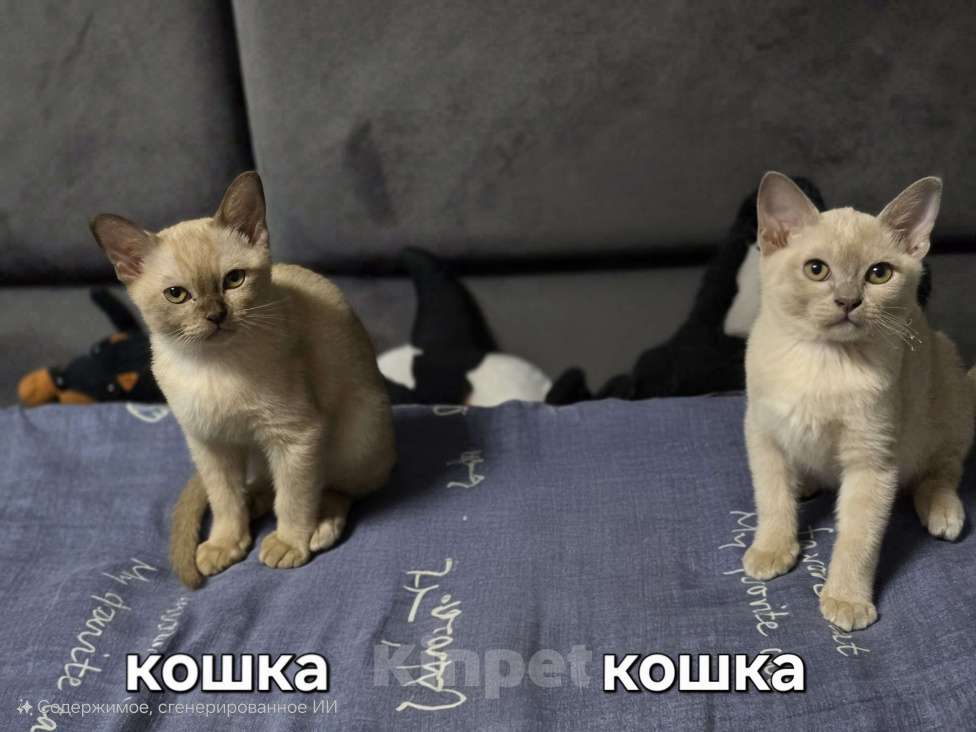 Кошки в Ореховом-Зуево: Кошка Европейская бурма лиловая Девочка, 40 000 руб. - фото 2