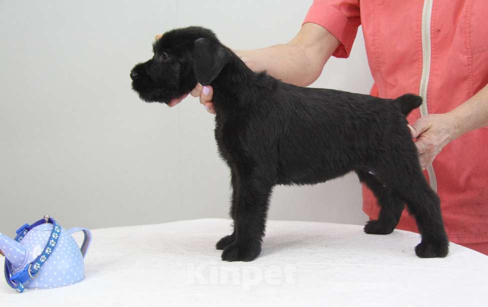 Собаки в Бердске: Щенки ризеншнауцера -Девочки Девочка, 65 000 руб. - фото 3