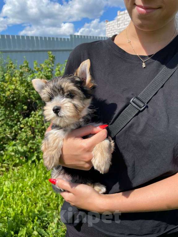 Собаки в Москве: Щенок-мальчик цветного йорка  Мальчик, 25 000 руб. - фото 3